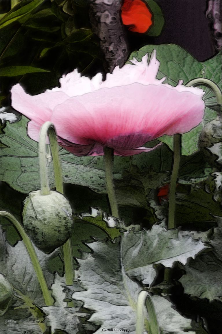 Carnation Poppy
