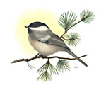Chickadee th