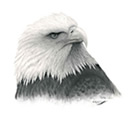 Eagle One Look th