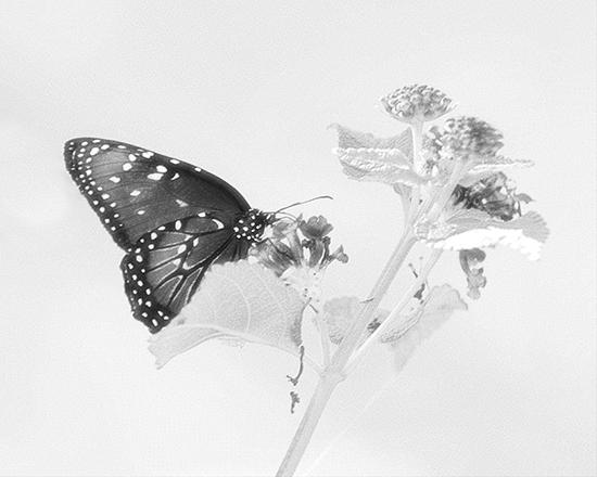 Butterflyand Flower2