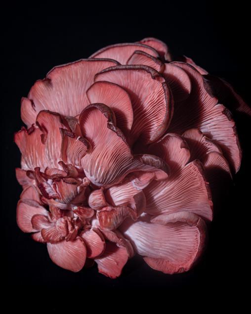 Pink mushroom