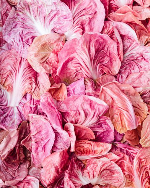 Pink radicchio