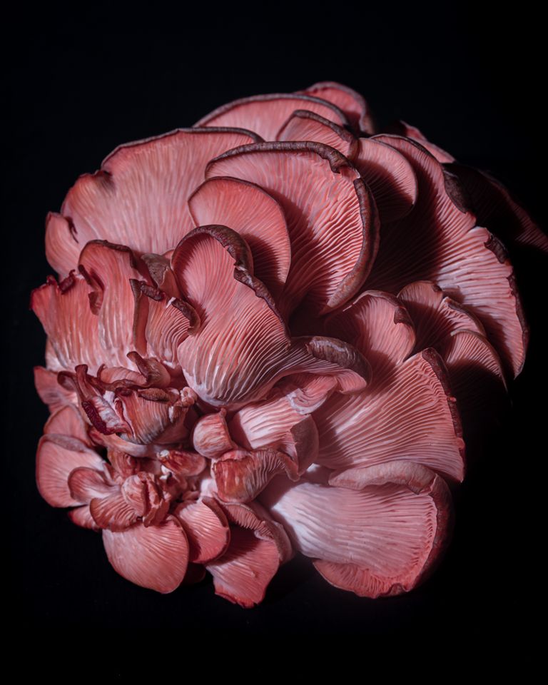Pink Mushroom