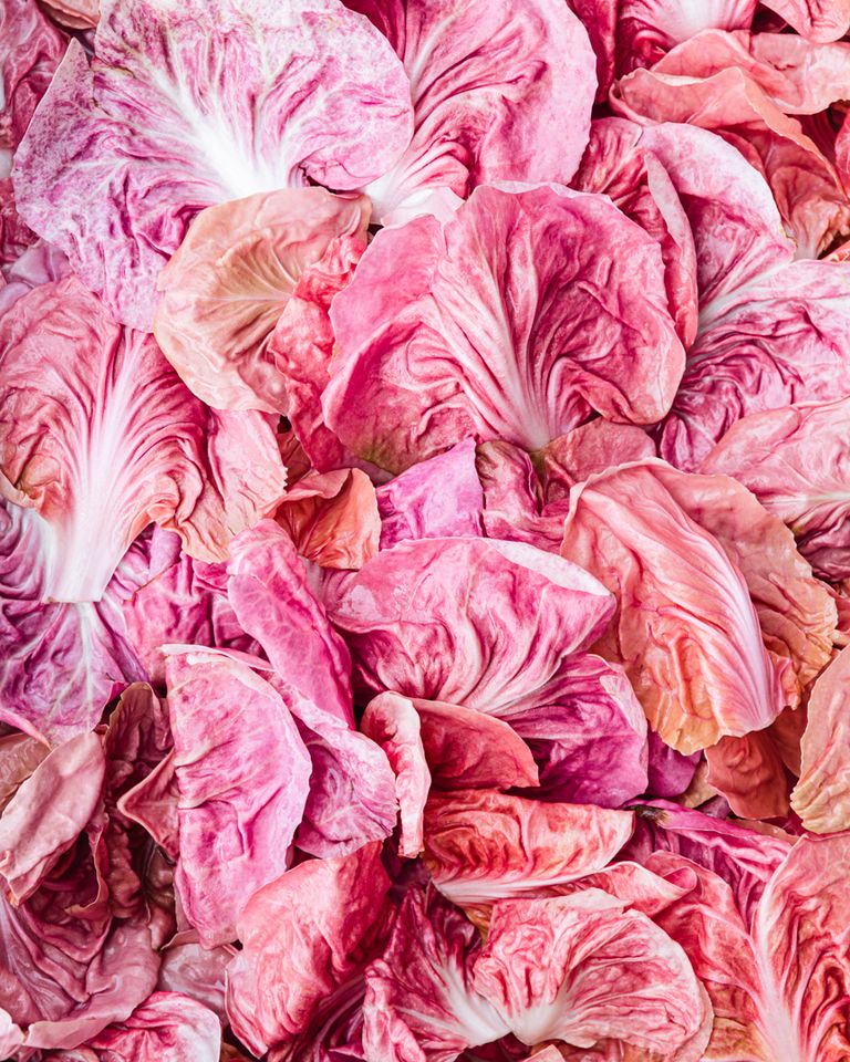 Pink Radicchio