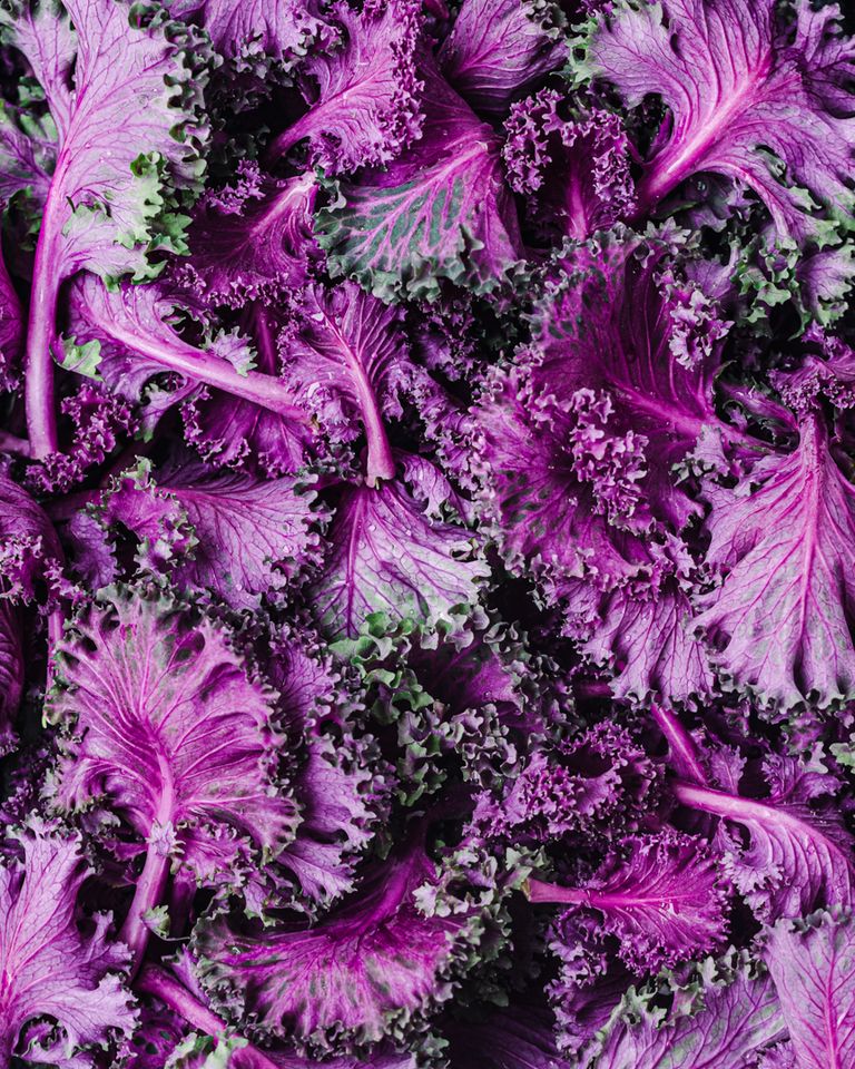 Purple Kale