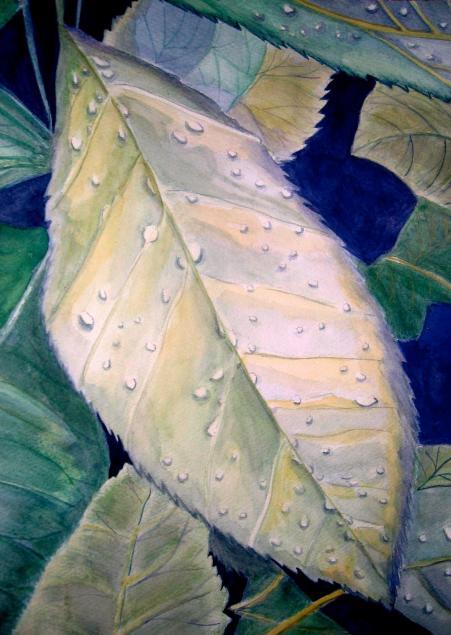 Leaf with raindrops
