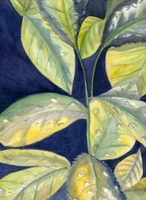Leaves in the rain