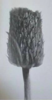 Burdock