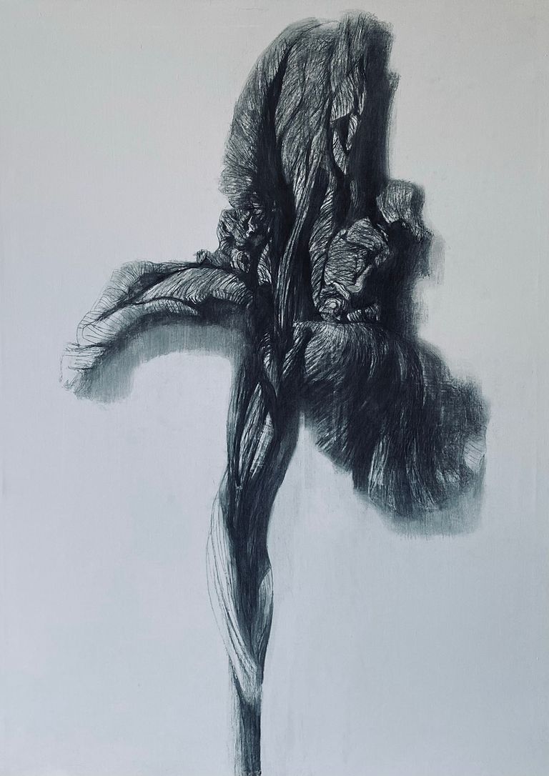 Iris
