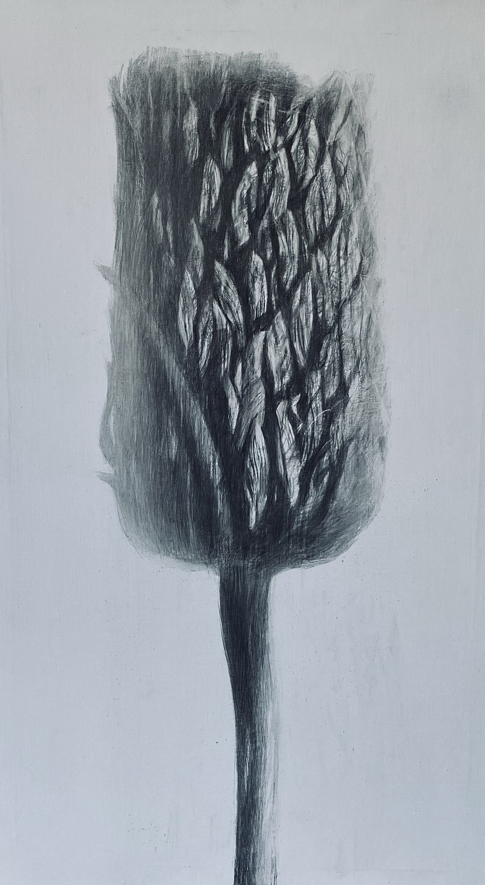 Burdock