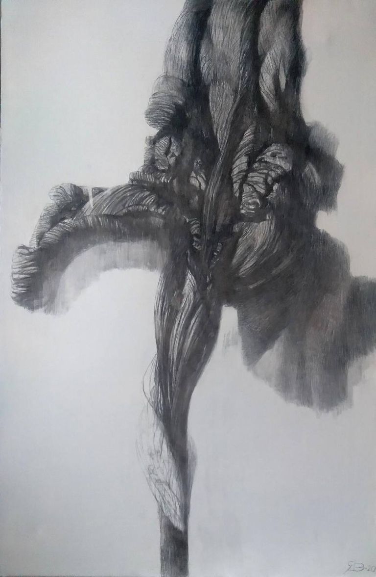 Iris 1