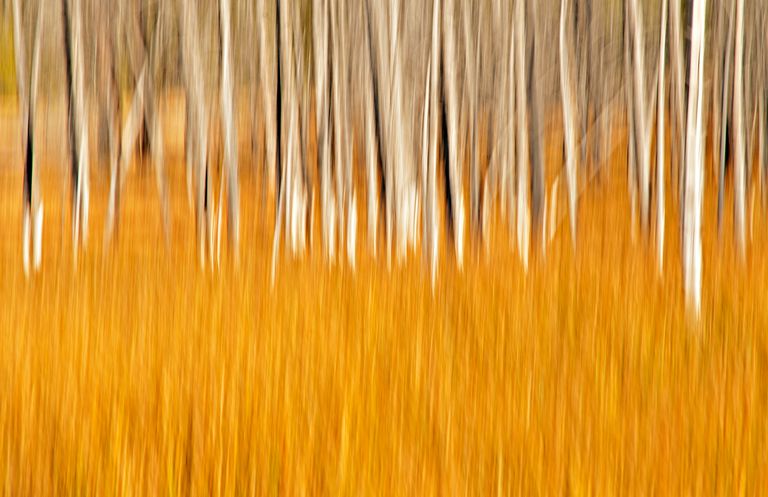 Aspen Swipe