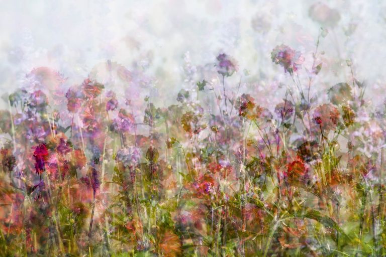 Dahlia Field