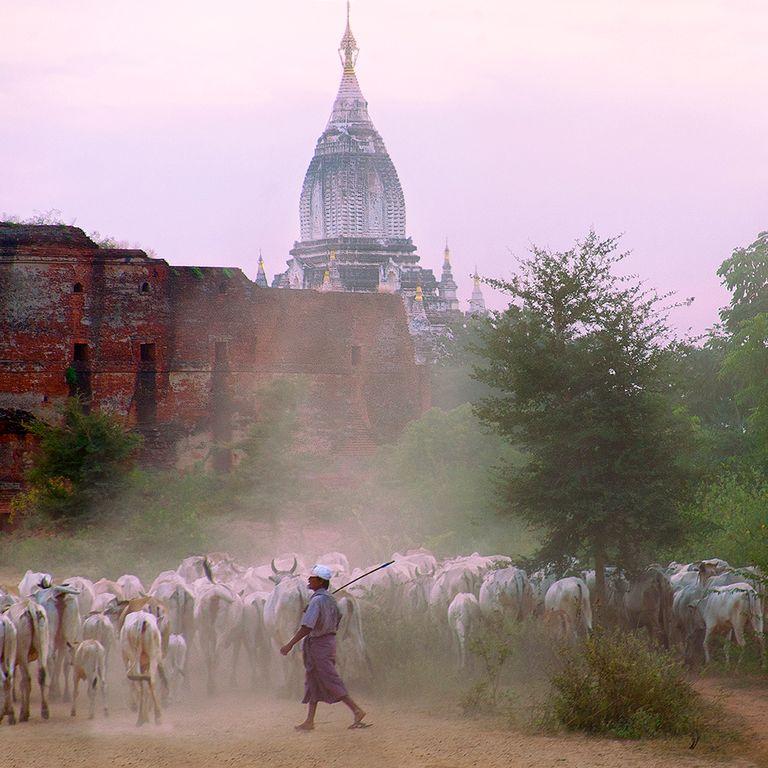 Herder