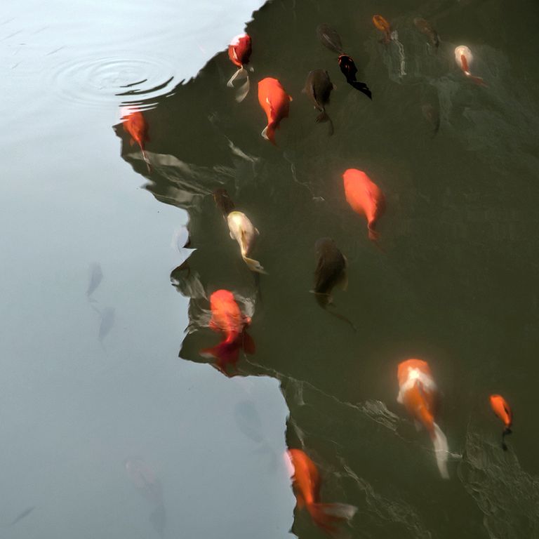 Master Koi