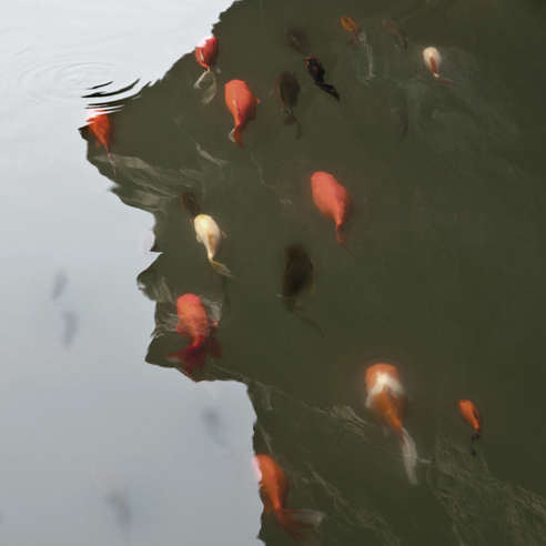 Master's Koi