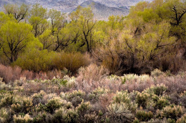 California Grasses