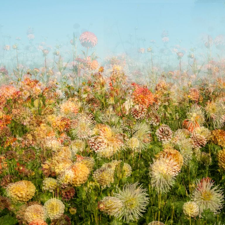 Dahlia Field2