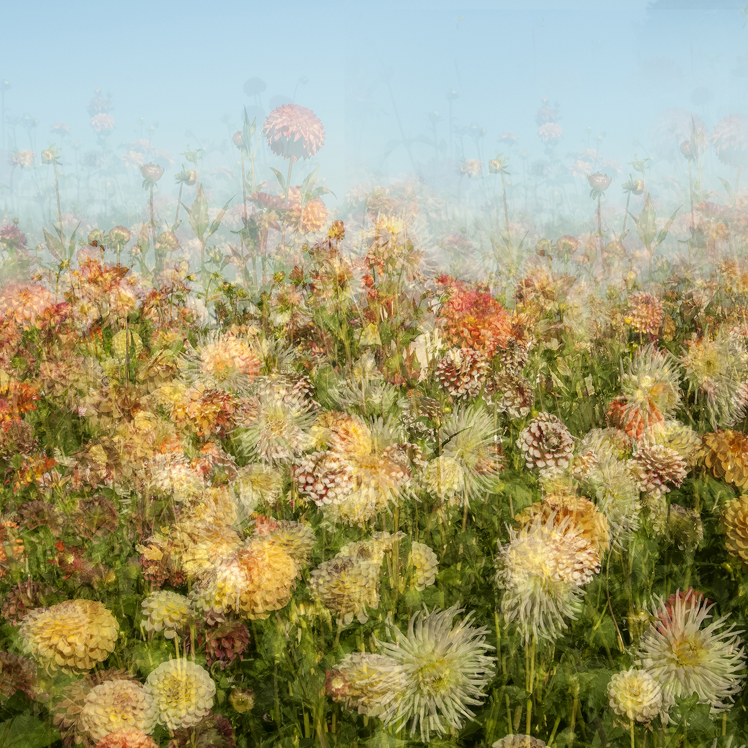 Dahlia Field2