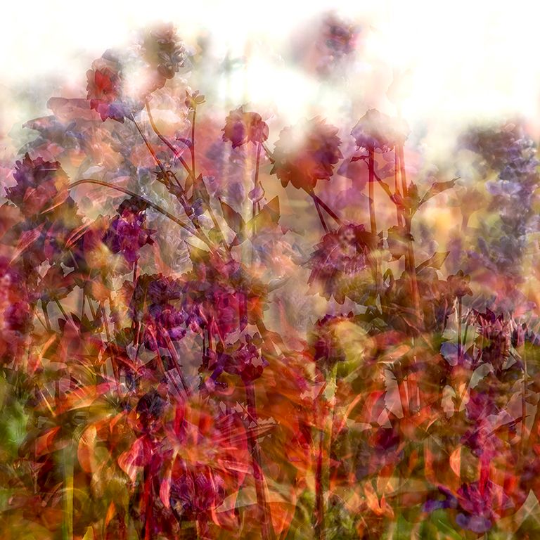 Dahlia Field 3