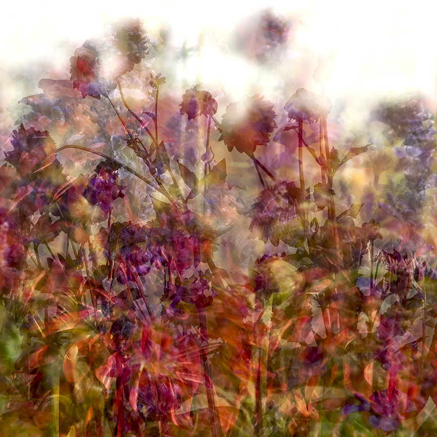 Dahlia Field 3