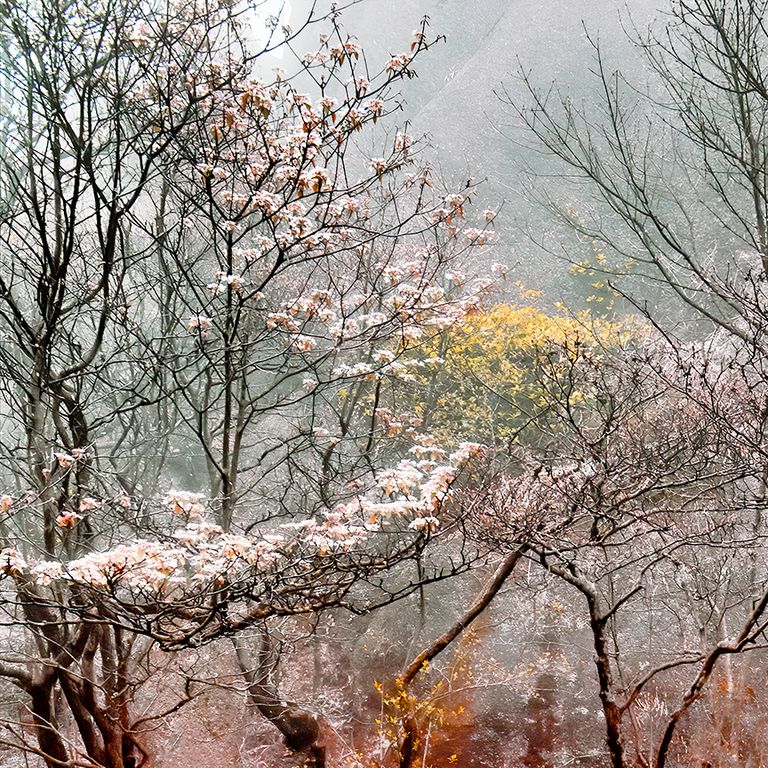 Dogwood and Fog
