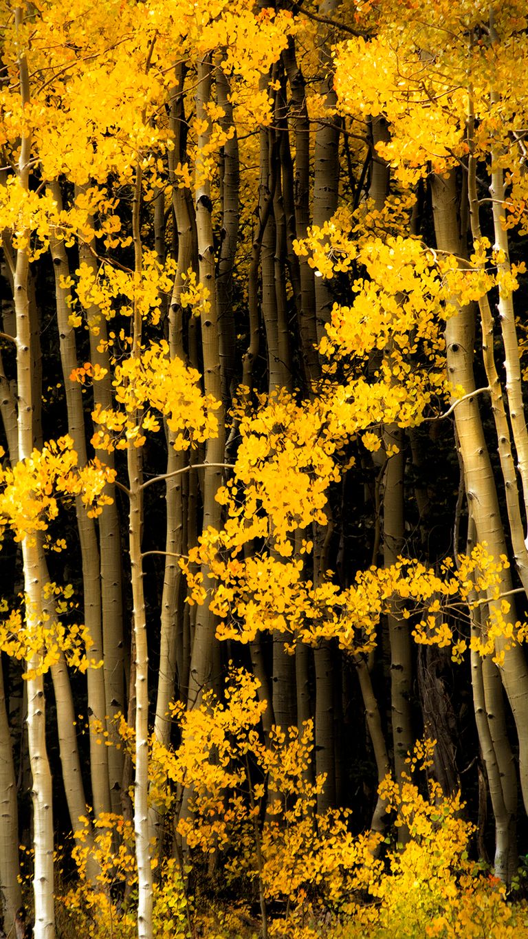 Kabuki Aspens