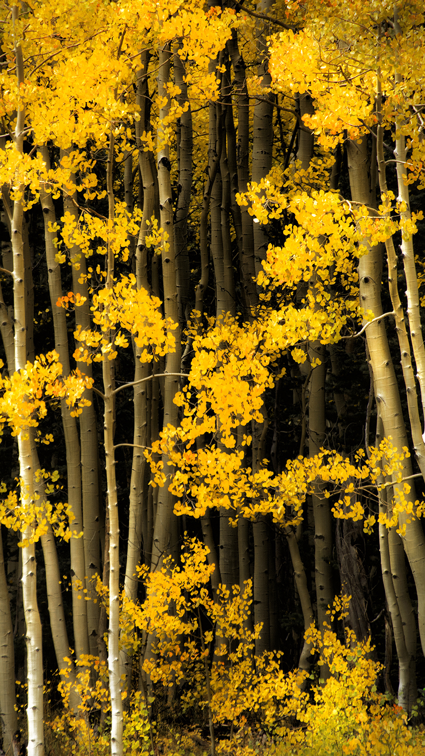Kabuki Aspens