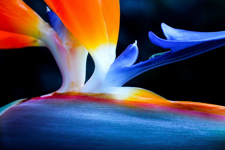 Blue Bird of Paradise
