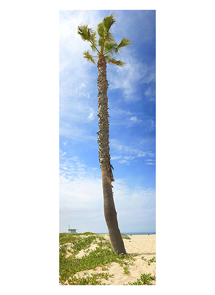 Palm Tree l