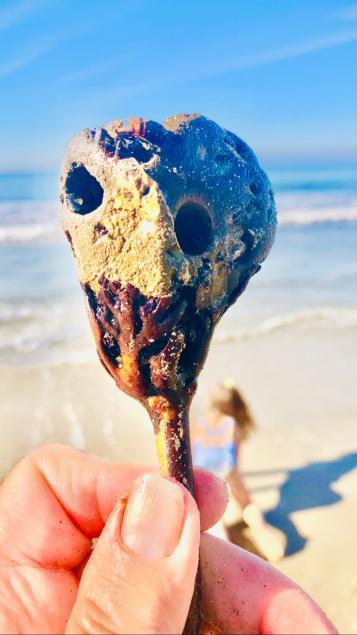 Gift from ocean