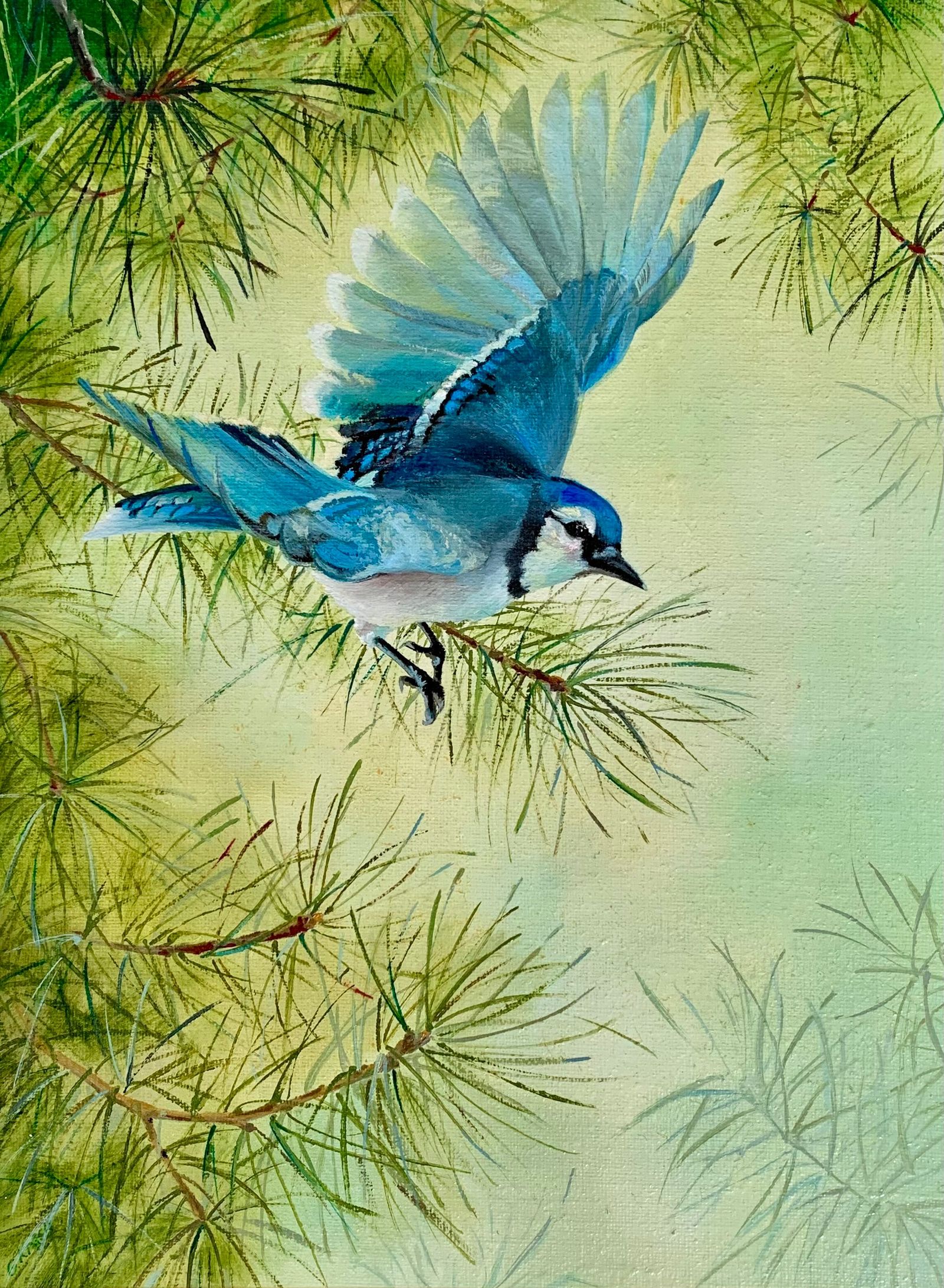 Blue Jay