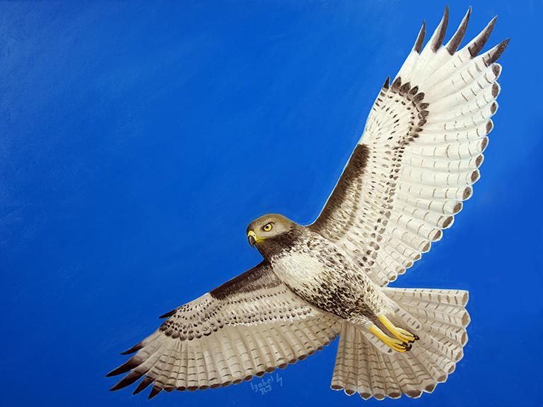 Hawks Flight