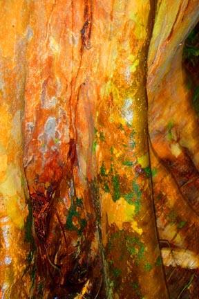 Bark Series431
