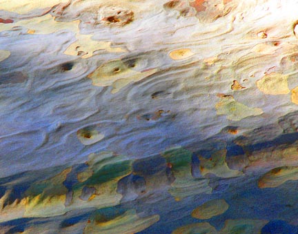 Bark Series 288