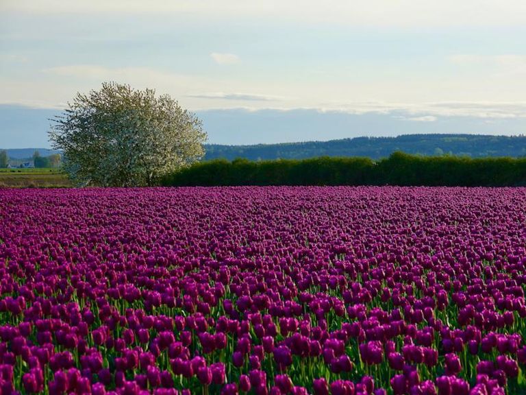 The purple field