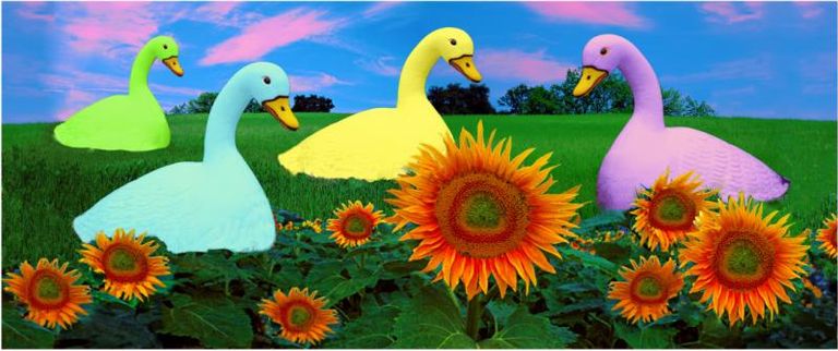 Geesein Sunflowers