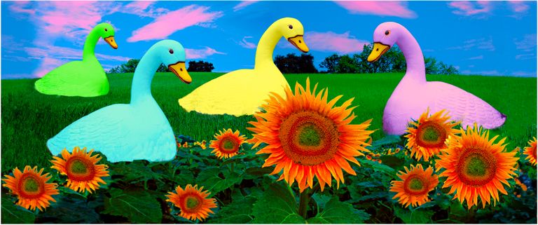 Geese in Sunflowers