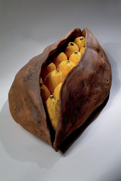 Seed Pod1