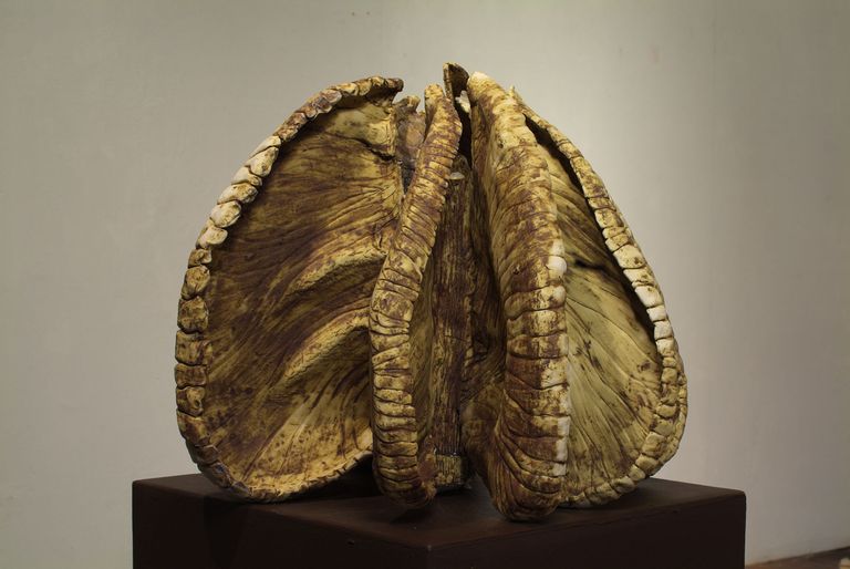 Seed Pod