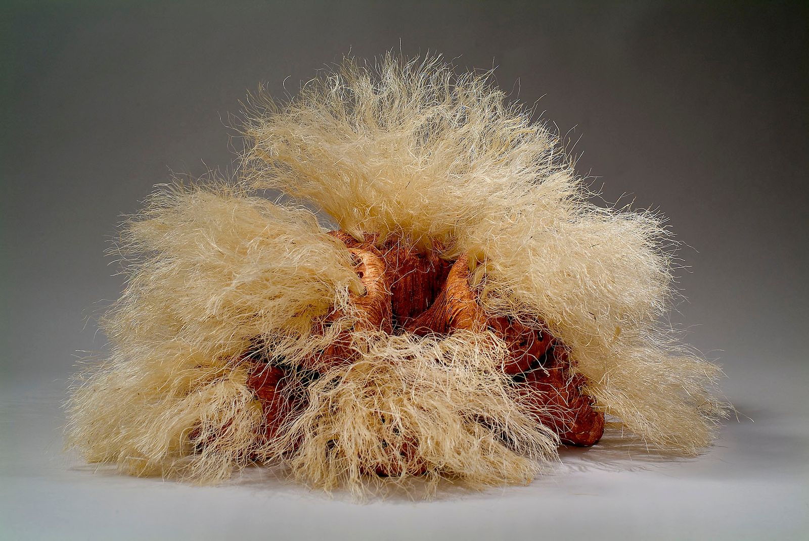 Eucalyptus Seed Pod