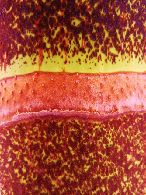 Delicious Layers
