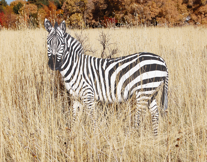 "Spot" the Zebra