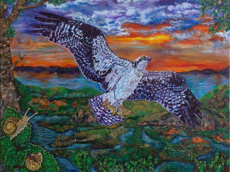 Fish hawk king