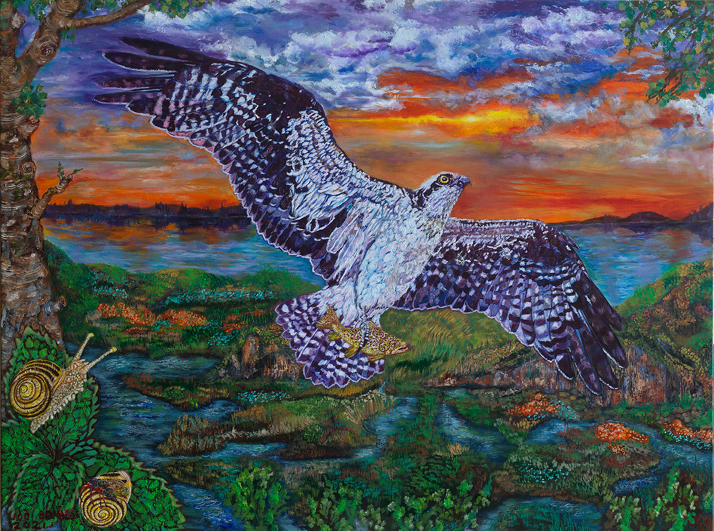 Fish Hawk King