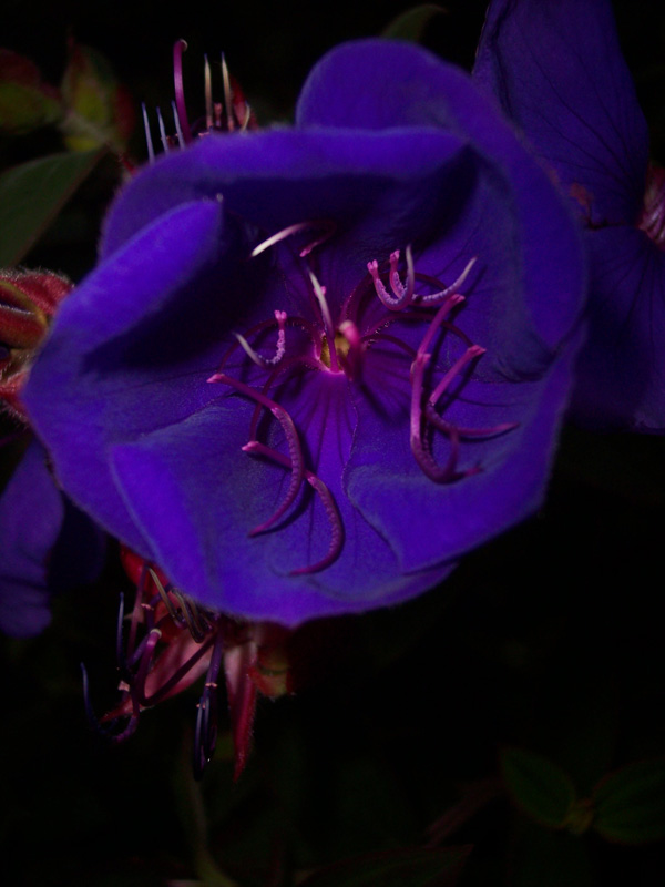 Little Flower