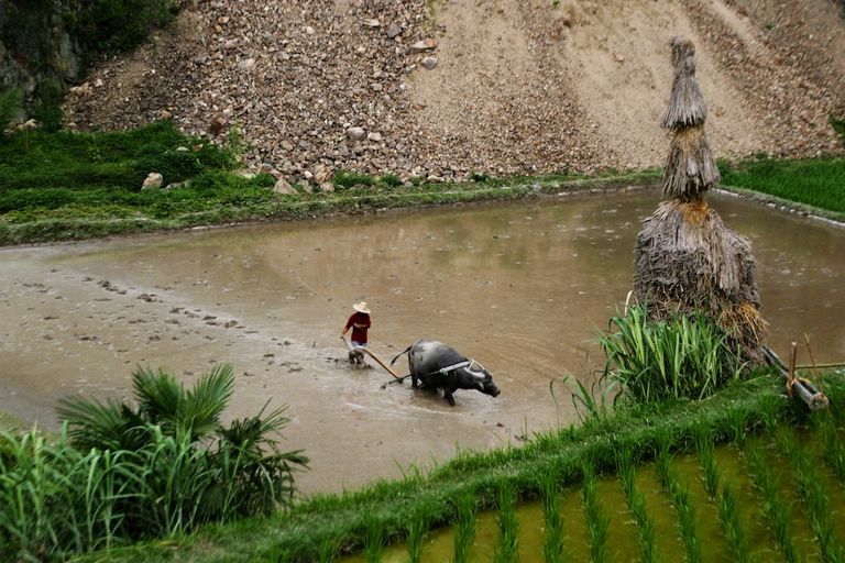 China Bull from afar