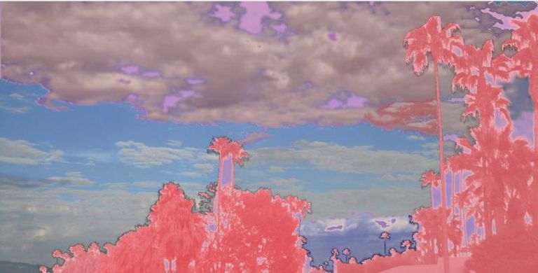 Pink Trees