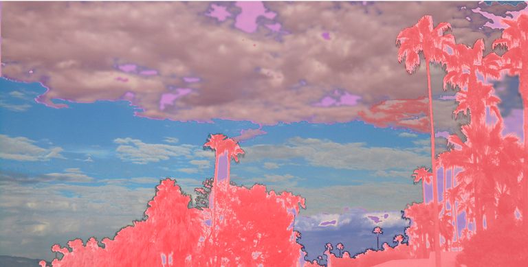 Pink Trees