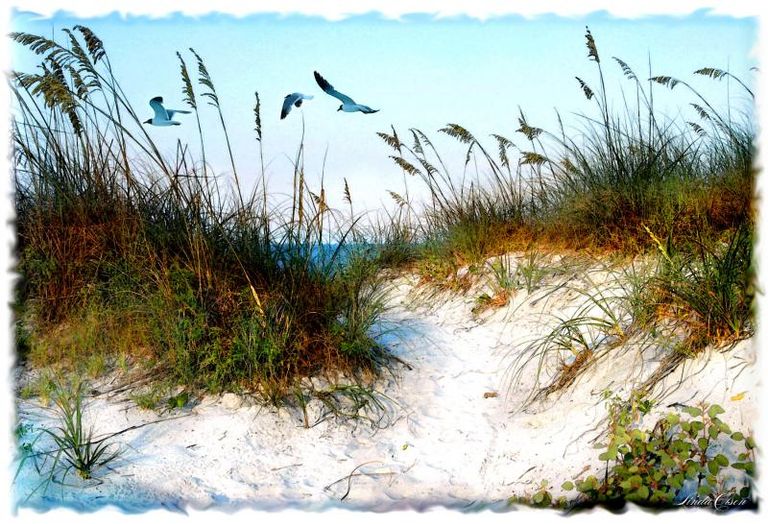 Gullsoverthe Dunes